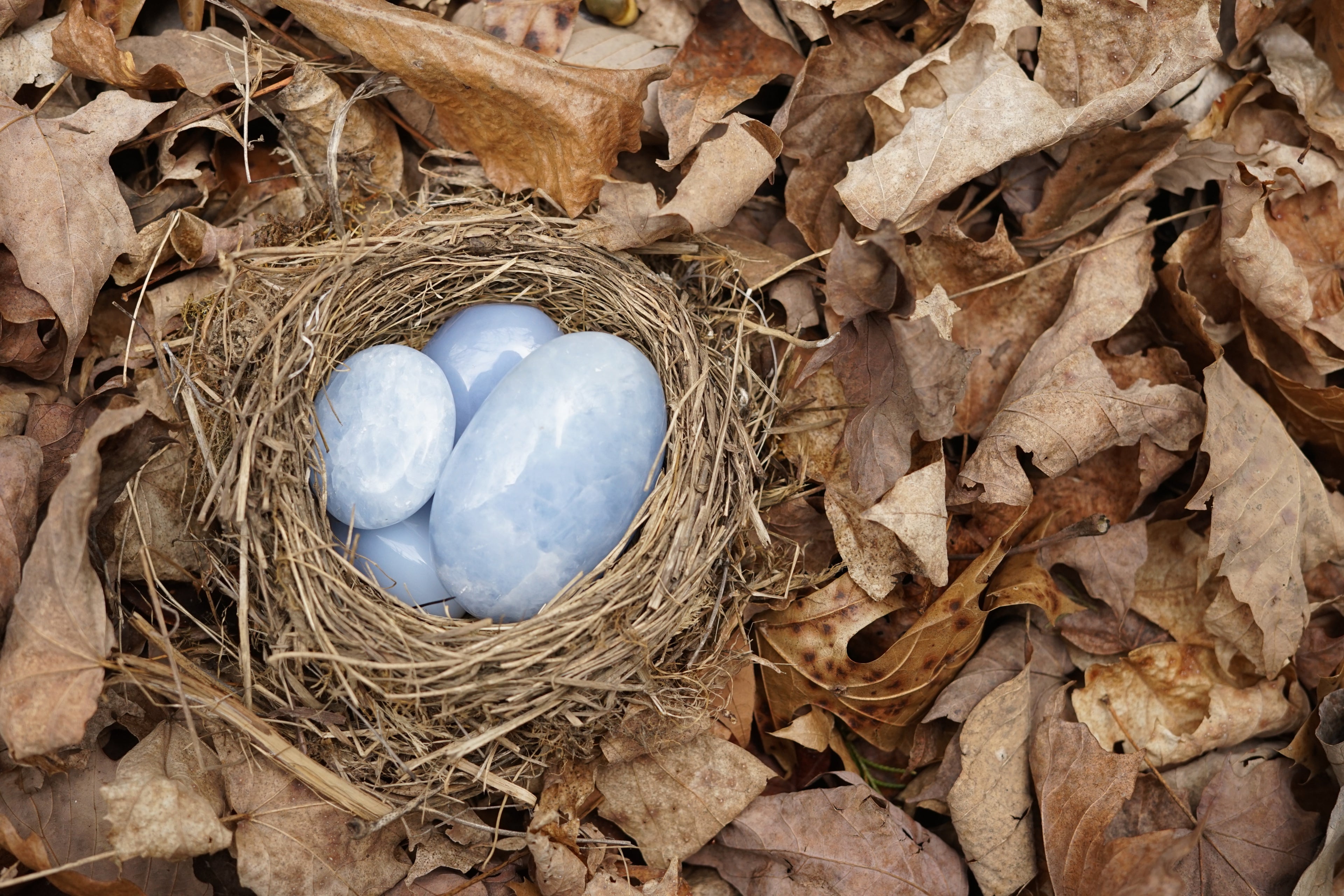 Brown leave with a birds nest resting just off center and filled with bright, light blue calcite palm stones