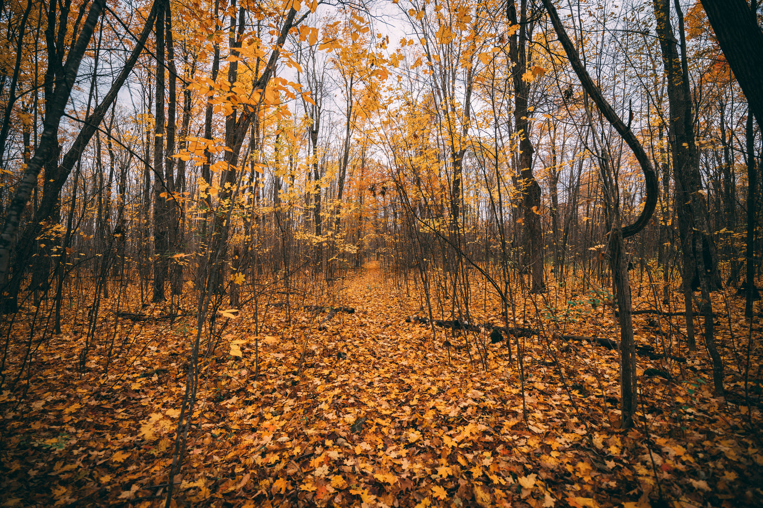golden autumn leaves on the ground and on the trees