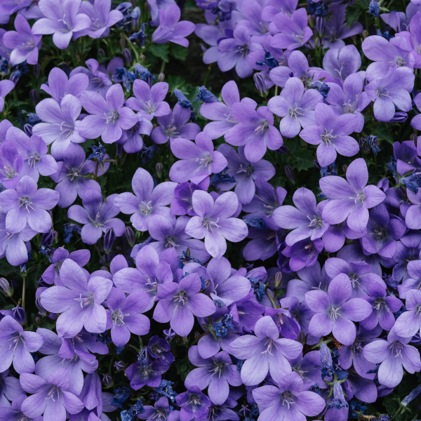 Close up of small light purple flowers